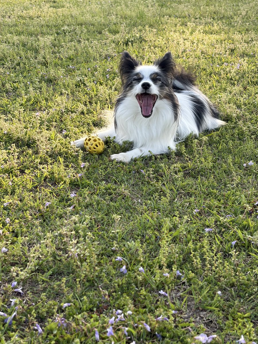 それはもう大きなあくびが出ましたよ