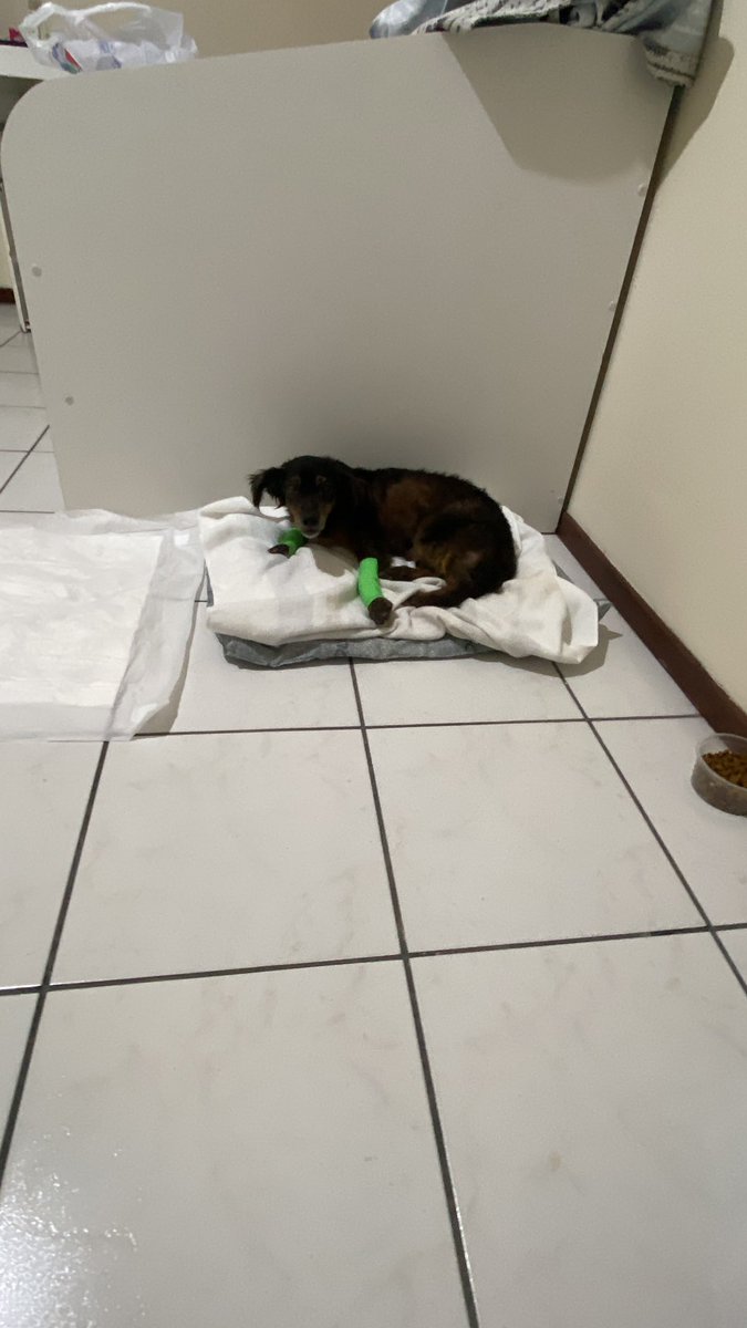 Resgatei um cachorro da rua, levei no pet e comprei medicamento. Conheçam o Mário Roberto