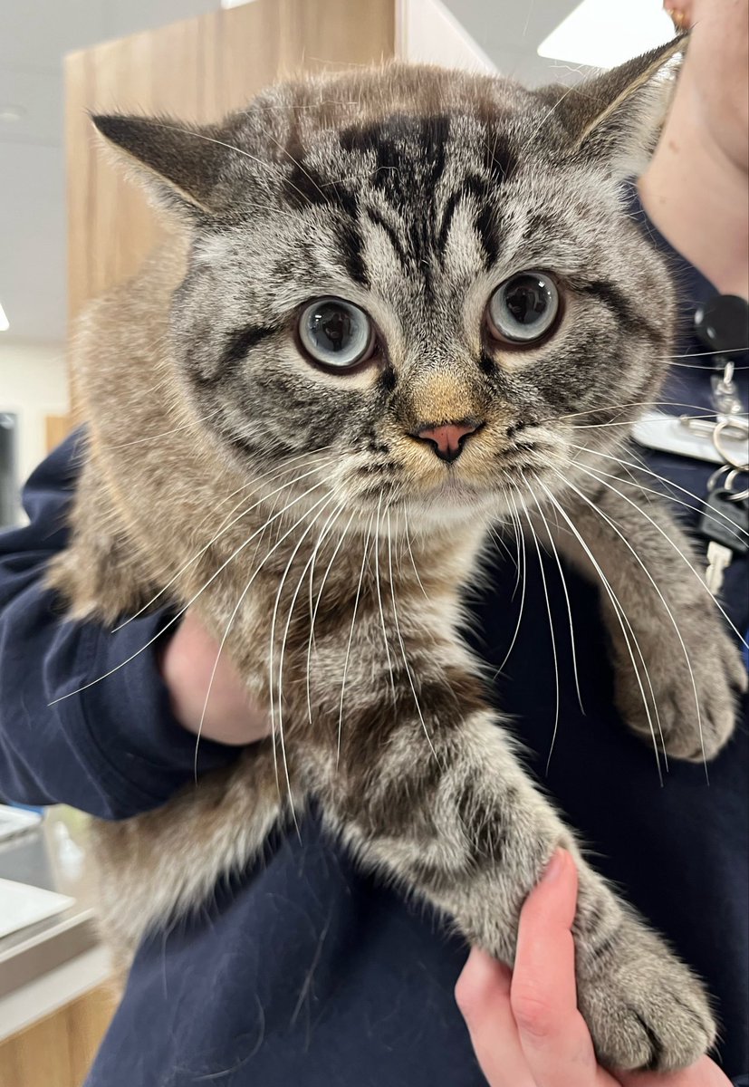 head a purrfect circle