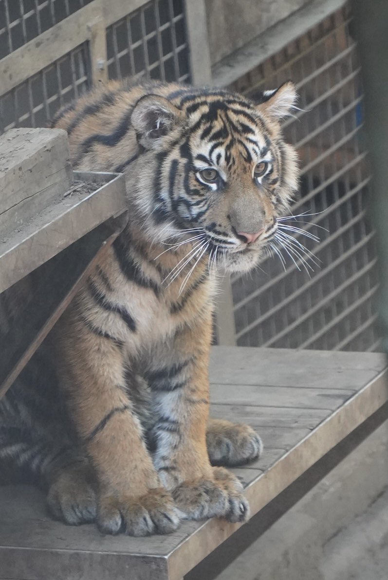 tontonpanda_'s tweet photo. スマトラトラ🐯
❤️レスタ

上野動物園 2026.04.16
#上野動物園 #スマトラトラ https://t.co/tXVg8WNd5E