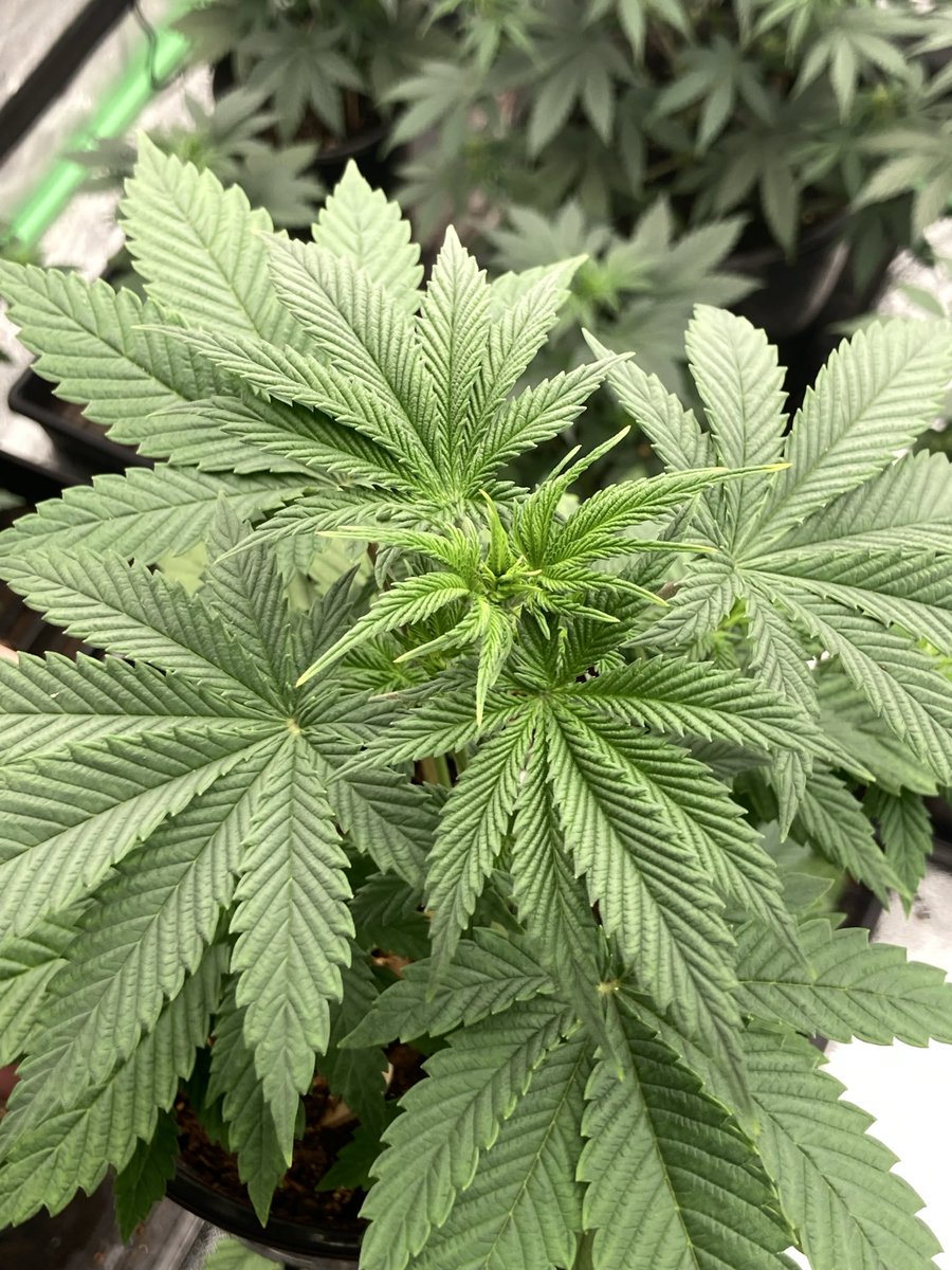 JMedicinals's tweet image. Next up….Zonker!! 👊
G Hole x Northern Lights x Zombie Kush x Hawaiian Strawberry 
#CannabisCommunity #seeds #madeinmaine #growyourown