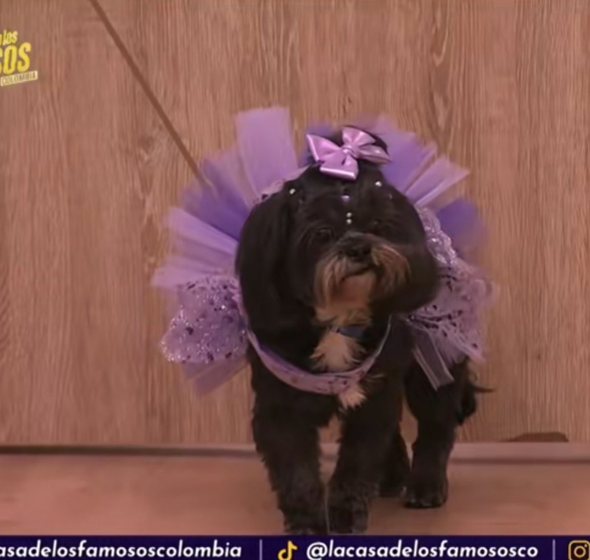 james guapacho tweet media