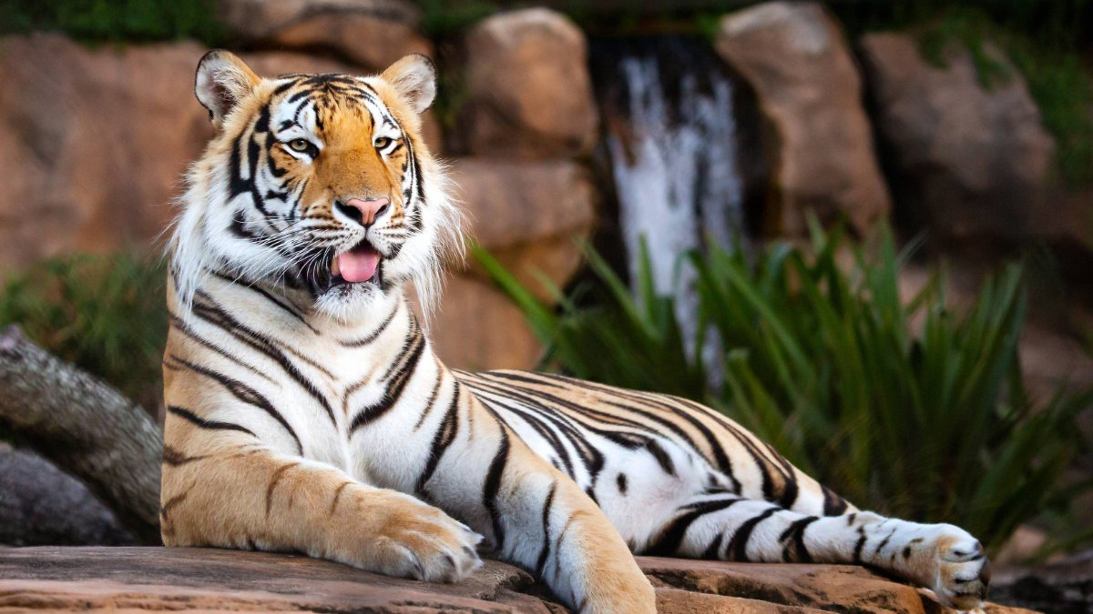 TheTigah tweet media