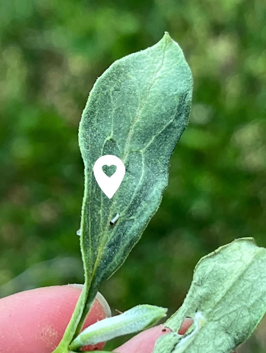 BorahaeMonarchs's tweet photo. My garden’s first monarch butterfly caterpillar of the year! A tiny baby that just hatched from its egg on the left edge of the leaf https://t.co/cX9jfXhHl9