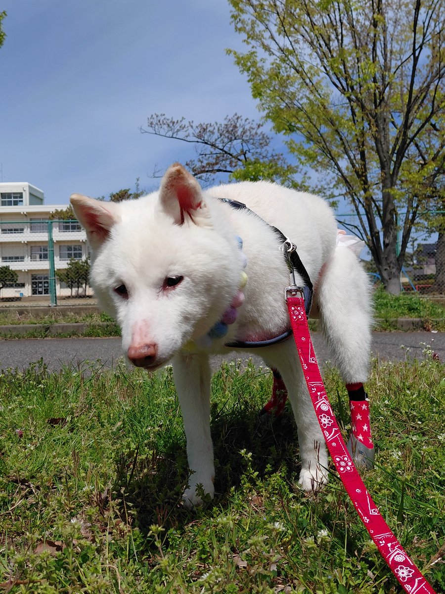 白柴らんたん tweet media