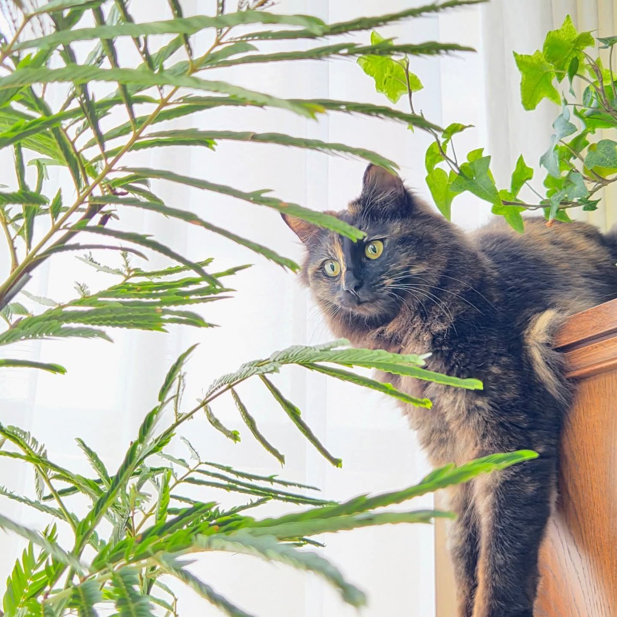 届いたばかりの『エバーフレッシュ』に興味津々👀のふたり。
昼には光合成のために葉🌿を広げ、夜には虫からの攻撃から身を護り、水分やエネルギーを温存するために葉を閉じるのだそう。
#植物のある暮らし #エバーフレッシュ #就眠運動 #猫のいる暮らし