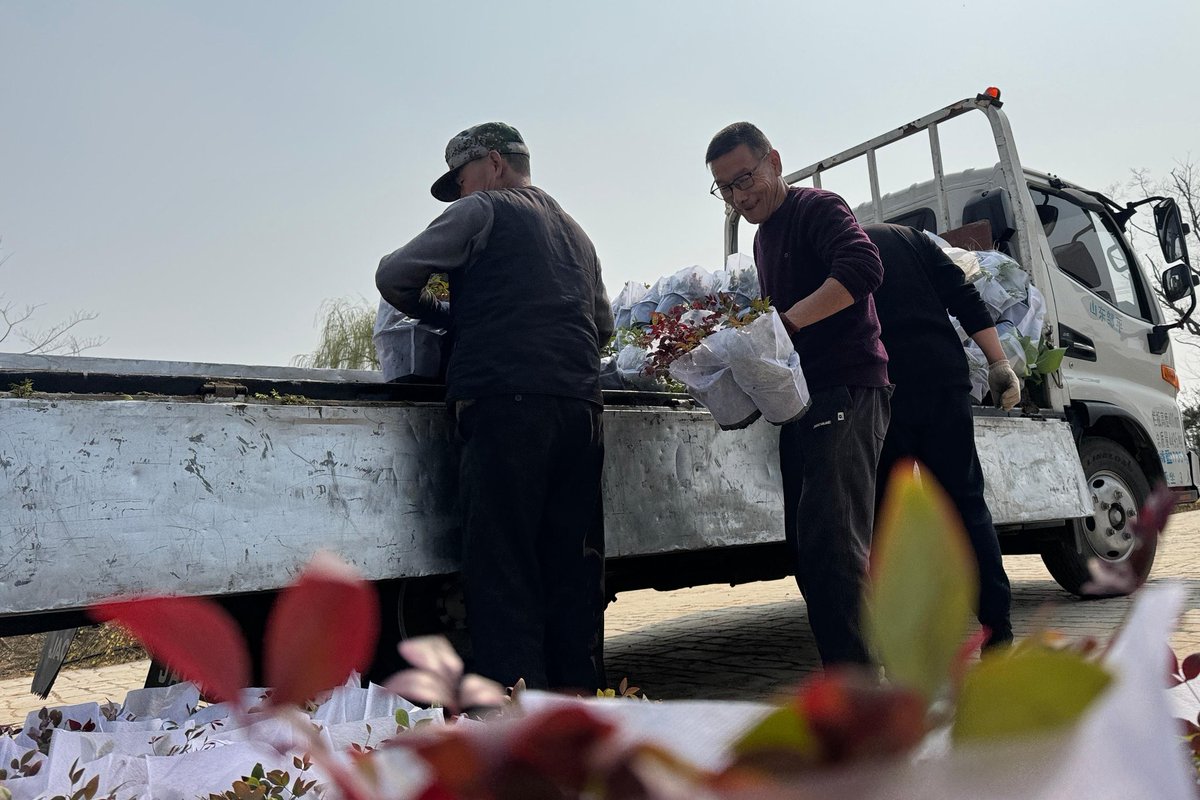 YUMOqifengyu's tweet image. 🚚 Plants on the move! 🌿
Hard at work loading up greenery for the season ahead. Nothing beats the feeling of bringing more life and color to our community, one plant at a time.
#春日经济
#CommunityGreen #SpringIsComing #PlantingDay