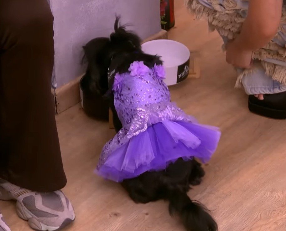 Soy...® tweet media