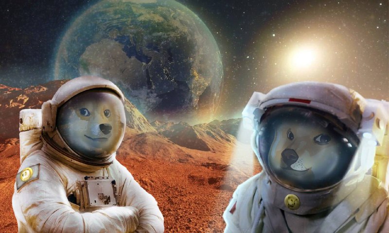 Neiro Maxi 💛 🐕 tweet media