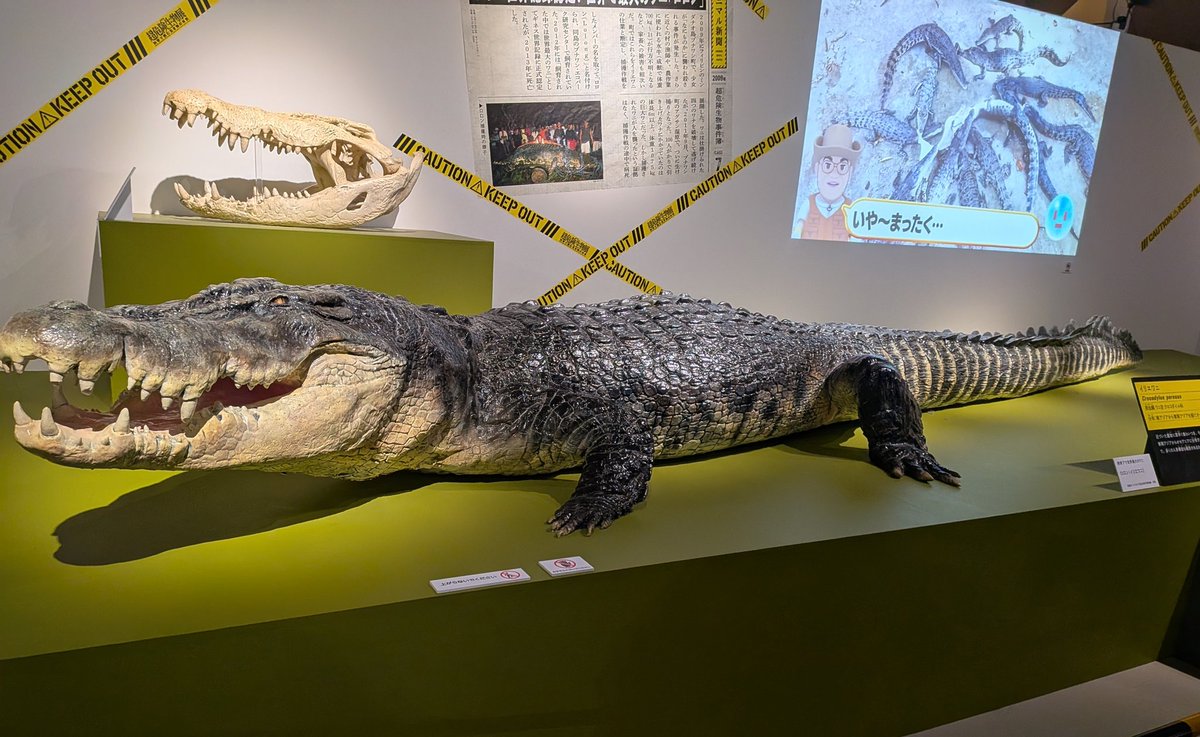 カチョ😇 tweet media