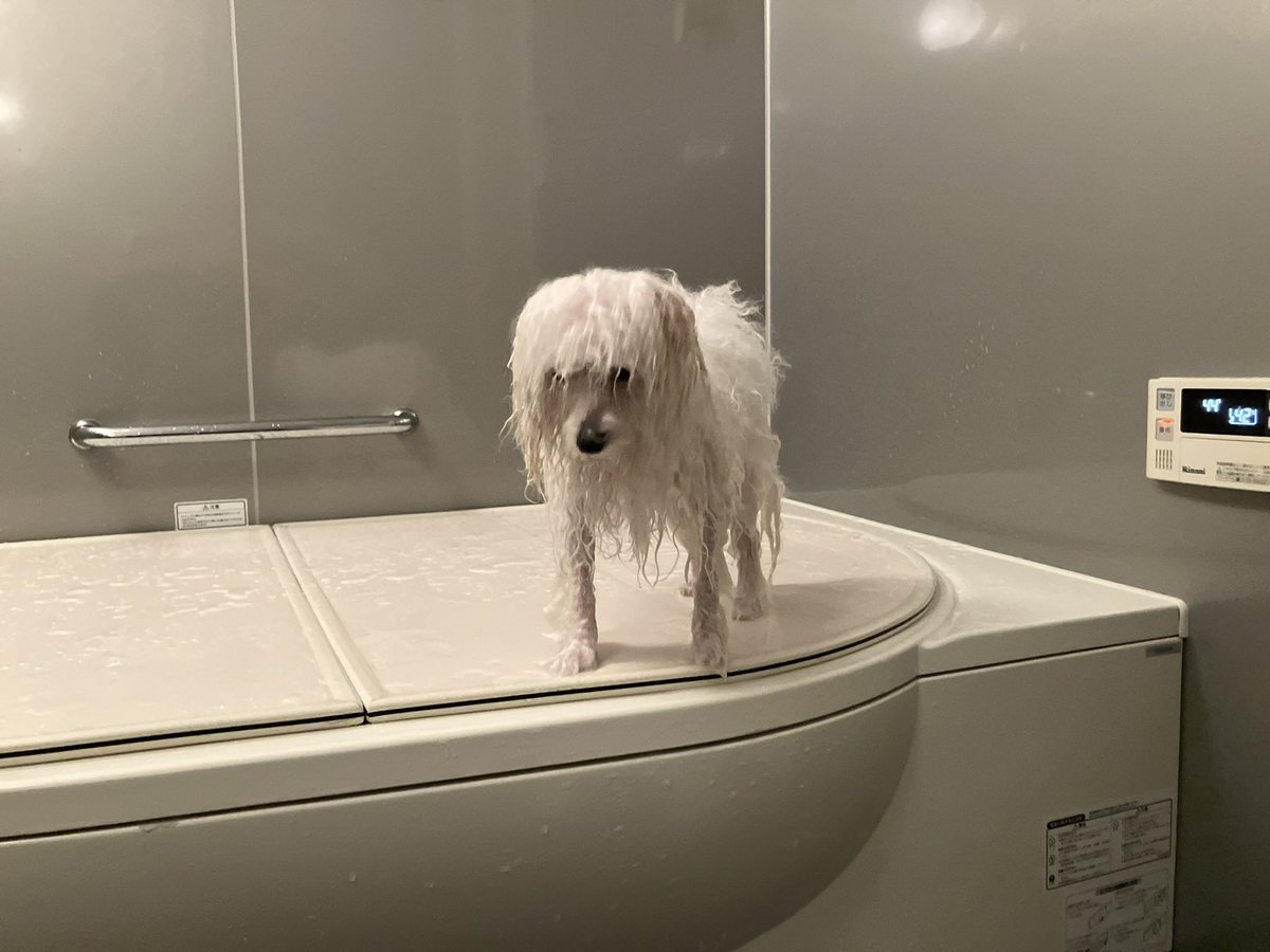 白く、柔らかな犬 tweet media