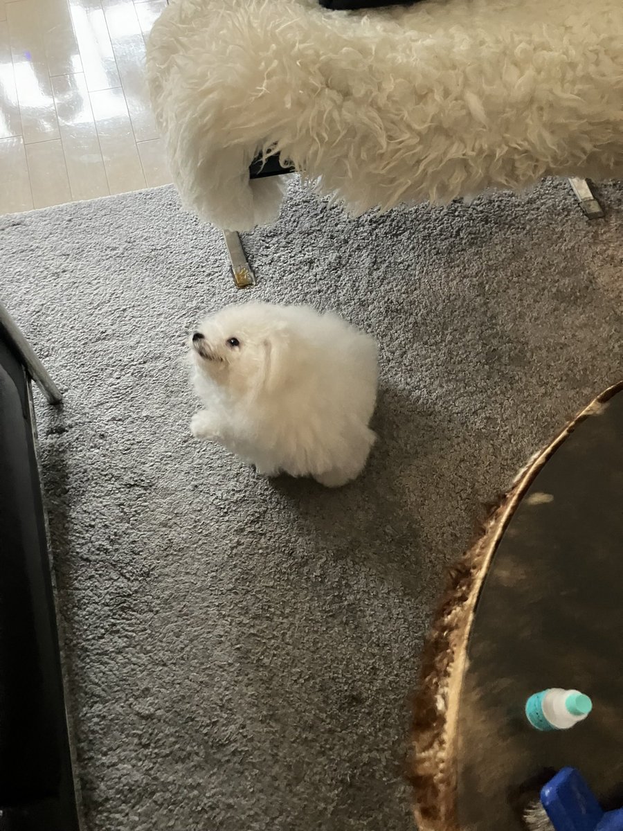 白く、柔らかな犬 tweet media