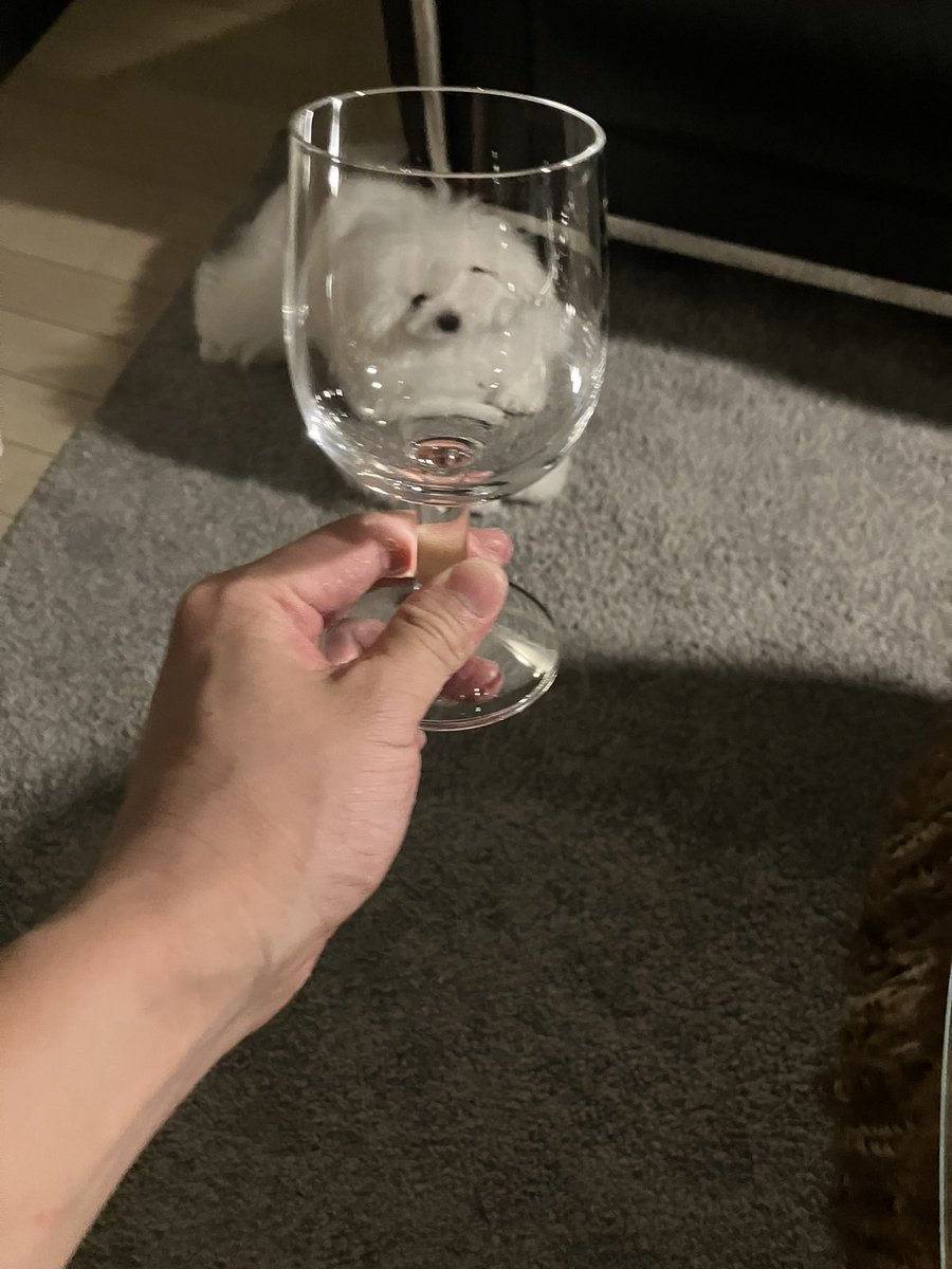 白く、柔らかな犬 tweet media