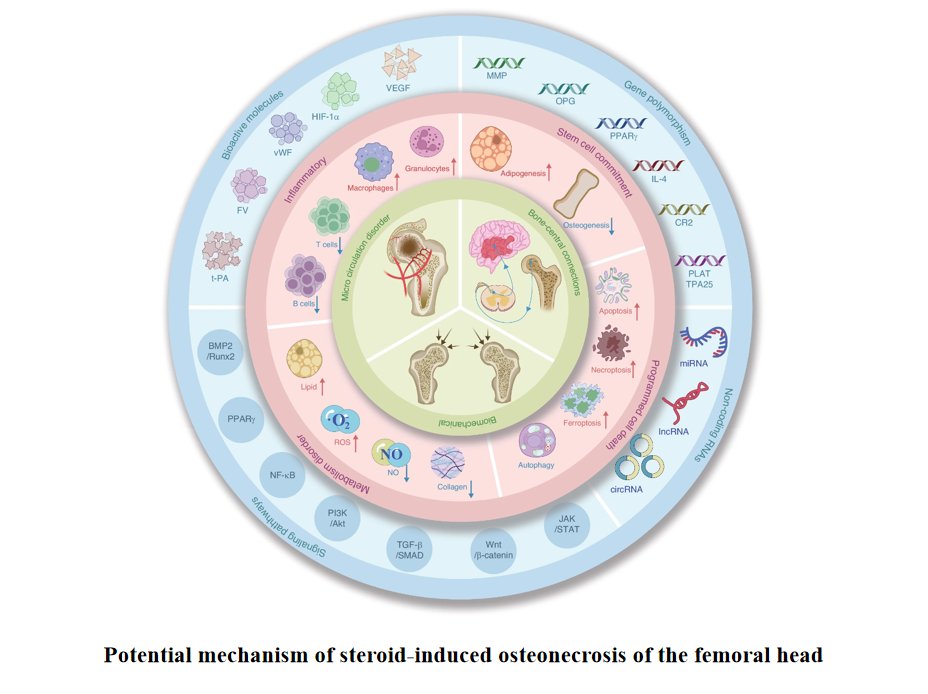 Bone Research_Editorial Office tweet media