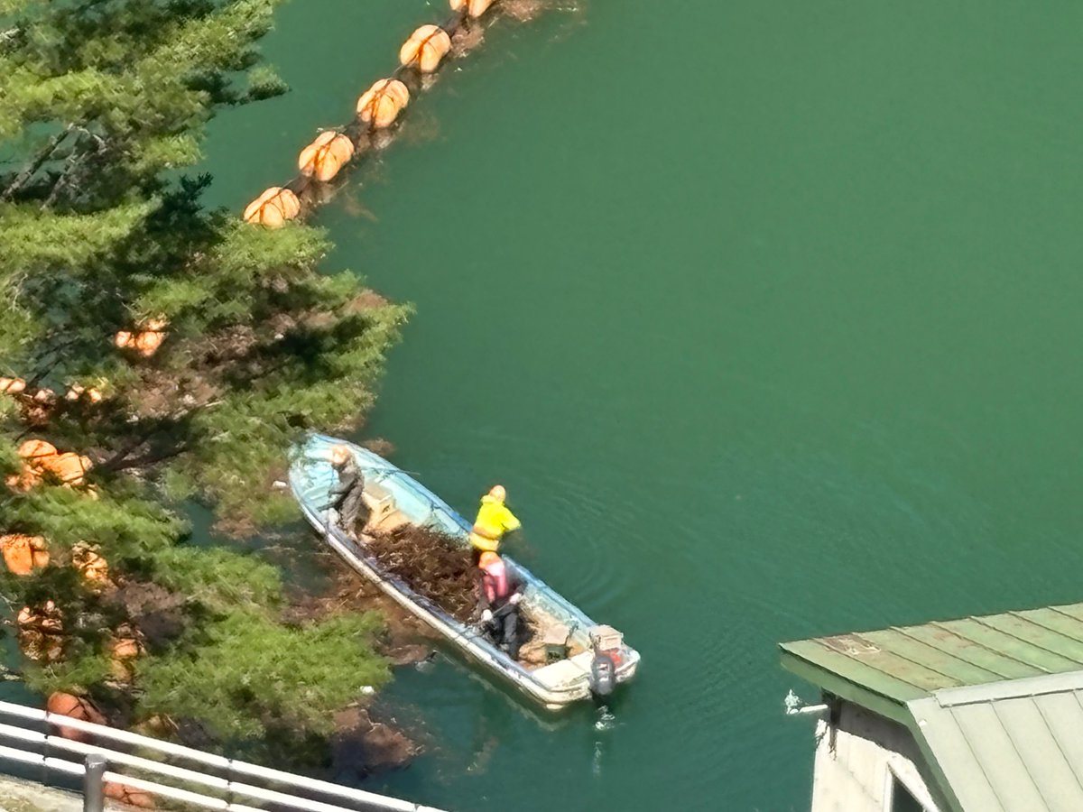 MlitNaruko's tweet photo. すだれ放流に向けてただ今準備中です！
ダム湖に浮かぶ黄色の浮きは網場（あば）という流木止めです。先日の強風でダム湖に落ちた枝葉を小さな網場でくるりとまとめ、手作業で取り除く作業をしています。
ダム天端の開放は来週を予定しています。ご不便をおかけしますが、もうしばらくお待ちください。 https://t.co/Egy3kdWCNo