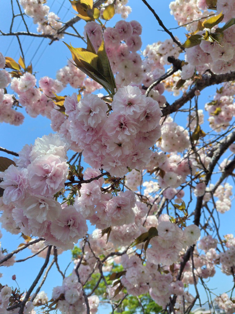touch0307's tweet photo. 散歩しながら図書館へ
途中の小路で八重桜が青空に映えてとてもキレイ
花粉症もそろそろ終盤
少し暑いのでマスクをしないで歩くけど平気で嬉しい
#散歩
#桜 
#青空 https://t.co/abkkZC9y6U