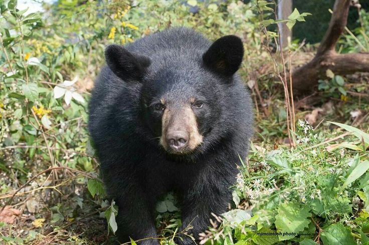 Todo Dia Ursos tweet media