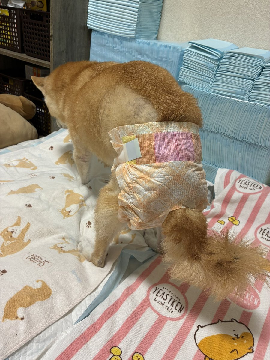 ぱんだこ tweet media