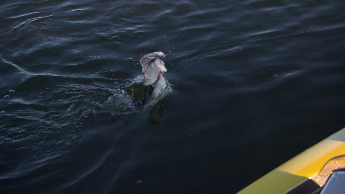 FishHandbook's tweet image. Jumping for joy because tomorrow is Friday!

#BassProShops #SPRO #Fishing #BassFishing