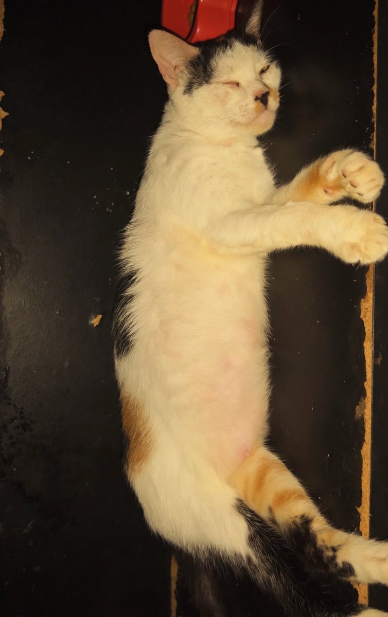 Gatinhos da Di 🐈 Abrigo Davi tweet media