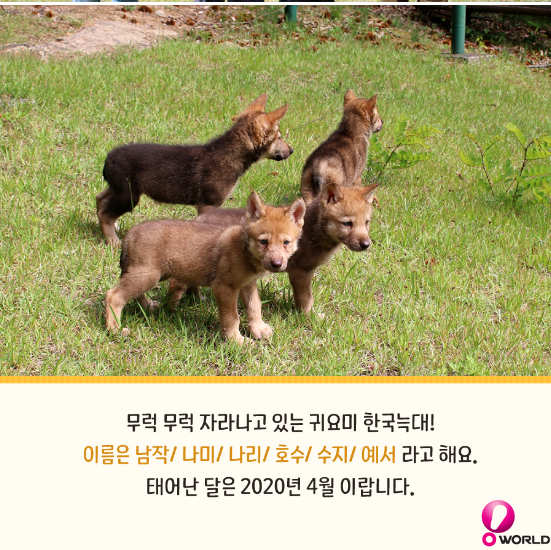 이마프 tweet media