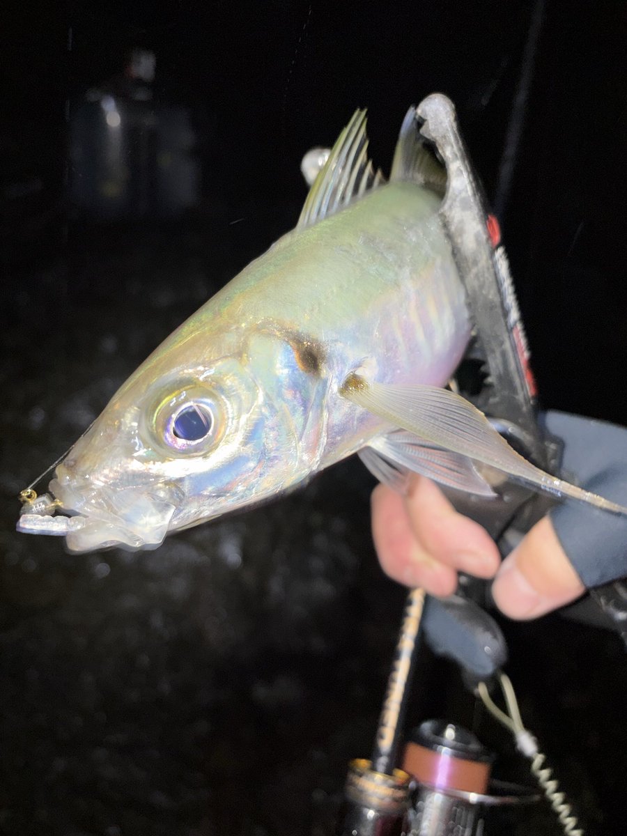 高橋ケンイチ KEN'S CRAFT （PR） tweet media