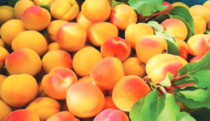TheDailyPioneer's tweet photo. BUSINESS
Ladakh-LuLu pact to push 1,000 MT Apricots into global markets
Click - https://t.co/d9zHYr0Way
#Ladakh #ApricotExport #LuLuRetail #APEDA #Horticulture #AgricultureExports #GItag #RaktseyKarpo #HalmanApricot #IndiaUAETrade #FarmersIncome #ExportMarket https://t.co/9J4q6y8D6R