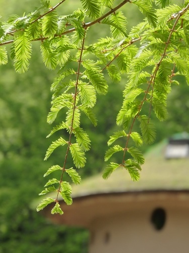 Akebono_Hanno's tweet photo. 青空が広がりあたたかいです🌞新緑や花がきれいです🌼🌿🥰

#トーベ・ヤンソンあけぼの子どもの森公園
#あけぼの子どもの森公園
#飯能市 #はんのう #hannocity https://t.co/NxCF6cudrf