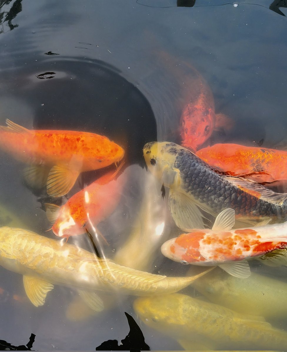 🌄Kiran🇮🇳 tweet media