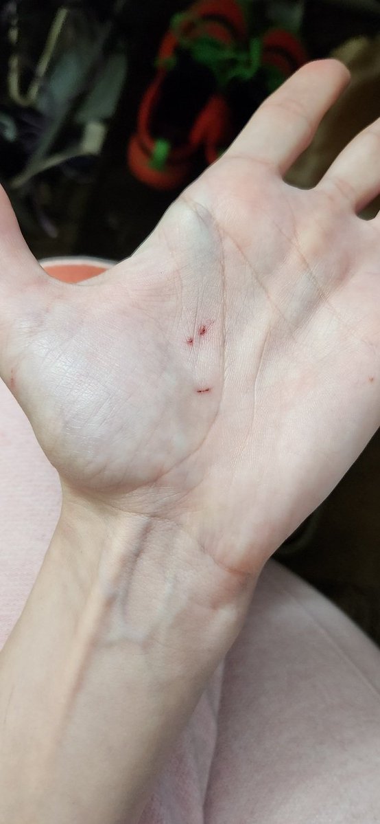 hamtaro kiwami like a hamham tweet media