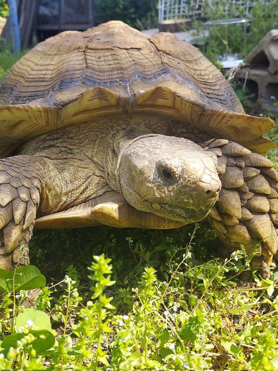 ドラピッツ tweet media