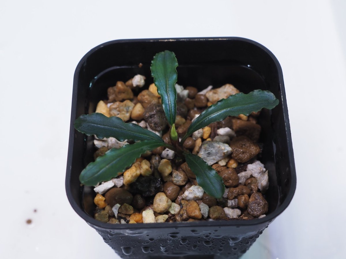 korokrotamatama's tweet photo. Bucephalandra sp. Munung raya【LA0813-1】緑

購入時に緑(以下略)うちからあんまり出したことないかも。

#アクアブリーダーズフェスタ
#ブリフェス https://t.co/rsH7RBrBhT