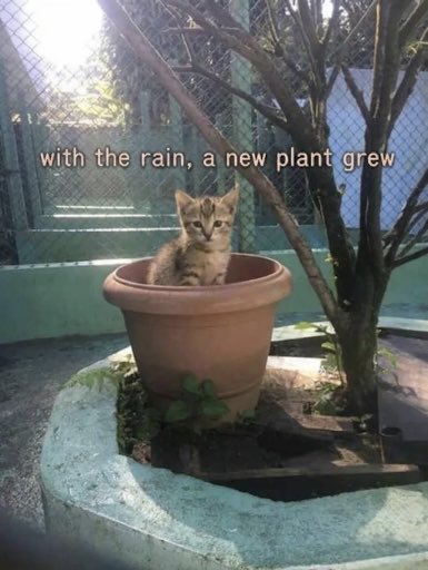 hardcatmemes's tweet photo. https://t.co/kDw2q910eQ