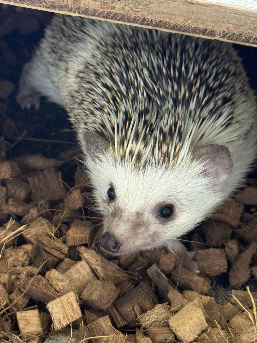 Jelly Hoshiumi 🌠🎀 / Phase Connect tweet media