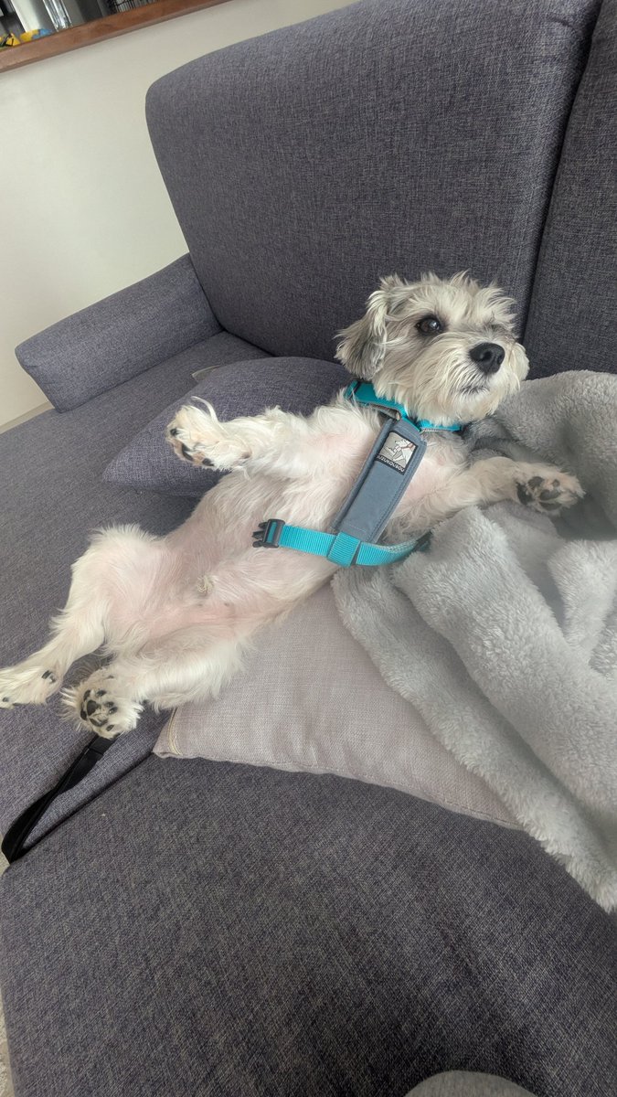 ペレたん tweet media