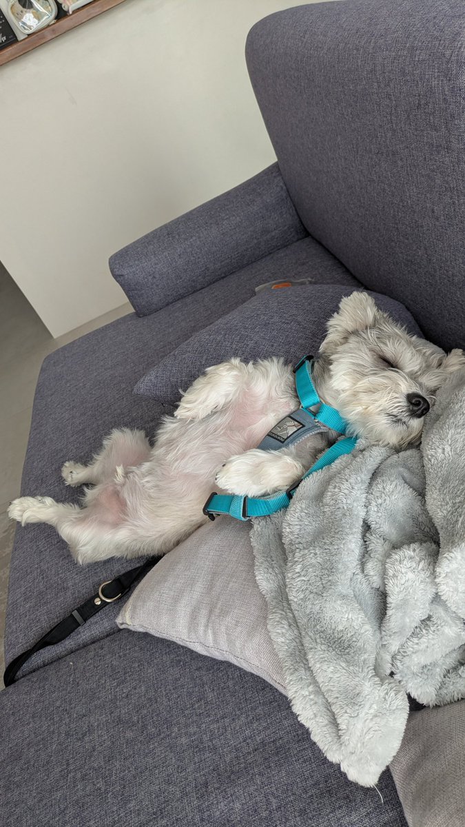 ペレたん tweet media