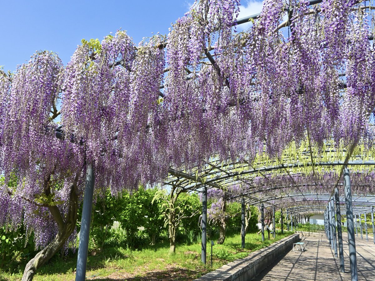 万博記念公園【公式】 tweet media