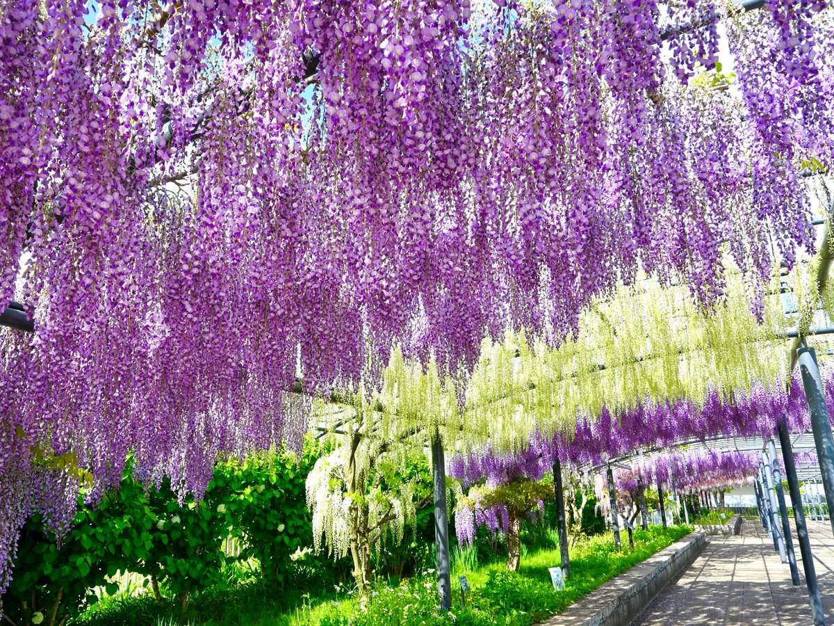 万博記念公園【公式】 tweet media