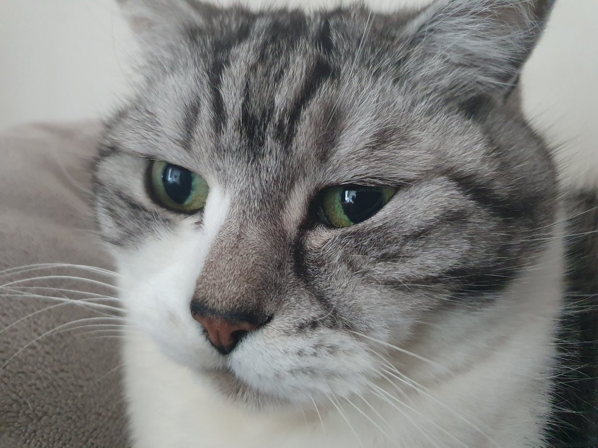 『Lupo』 tweet media