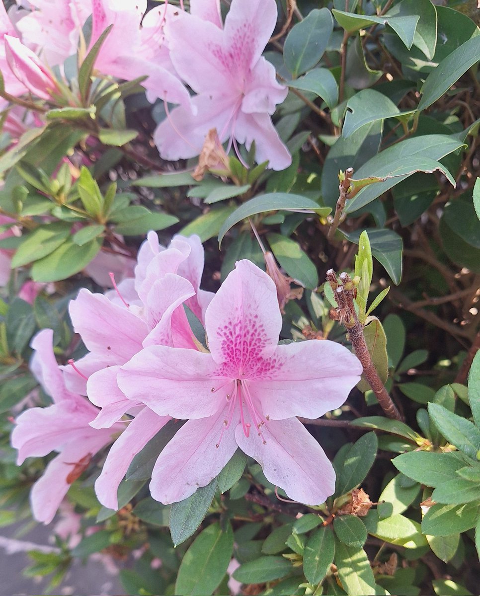 cherr 𐔌՞. .՞𐦯 ENHYPEN IS 7 tweet media