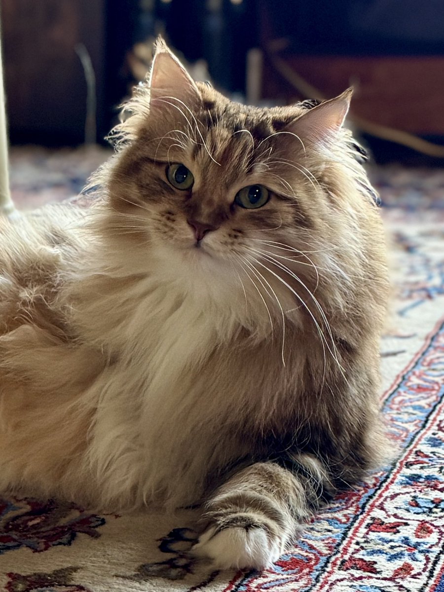 PORTA｜MaineCoon & Siberian (@pusuke44055134) / Posts / X