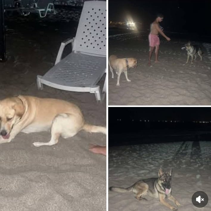 #Urgente #SantaElena Tienen collares sin información. Les dieron  agua y comida. Alguien los busca? Máxima difusión por favor