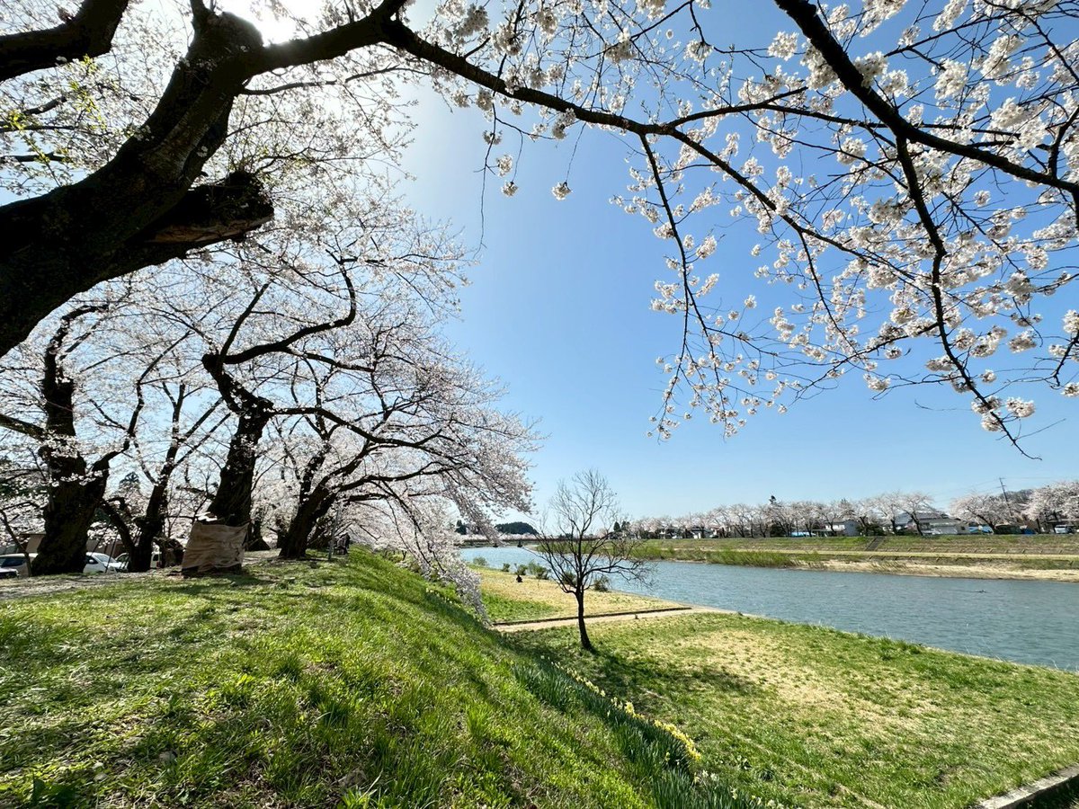semboku_tourism's tweet photo. 【 #あきた花紀行2026 】
4/17(金)10時現在の開花状況です✨

🌸武家屋敷通りの #シダレザクラ 『満開』
🌸桧木内川堤の #ソメイヨシノ 『満開』
🌸刺巻湿原の #水ばしょう 群生地『満開』
🌸八津鎌足の #かたくり 群生の郷
     『日当たりの良い所満開・全体7分咲き』 https://t.co/pL05nJyLI3