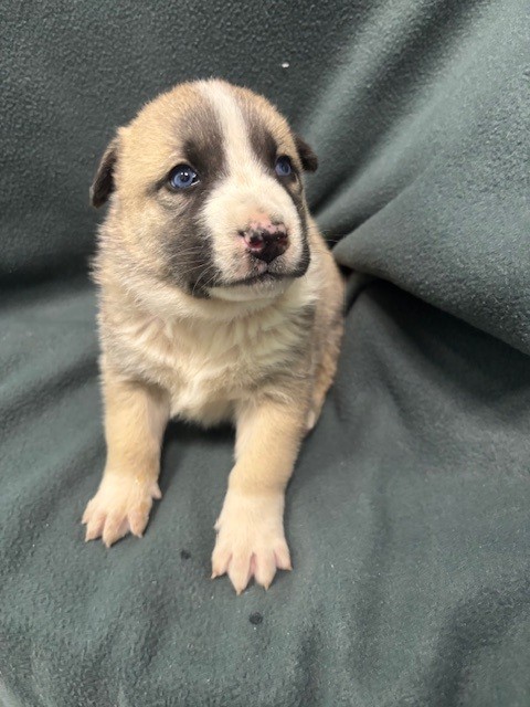 AnimaLancaster's tweet image. Puppies 🐶🦴💗🌟
#A5769928
Female and male, brown and black Border Collie
4 weeks old.
PetHarbor.com/pet.asp?uaid=L…
