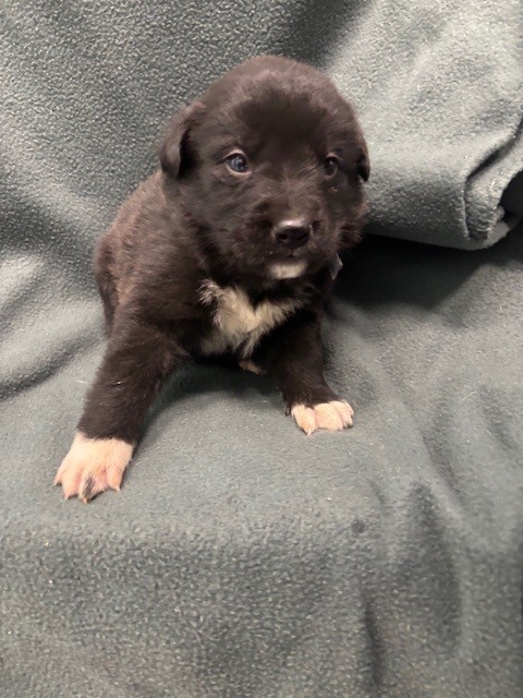 AnimaLancaster's tweet image. Puppies 🐶🦴💗🌟
#A5769928
Female and male, brown and black Border Collie
4 weeks old.
PetHarbor.com/pet.asp?uaid=L…