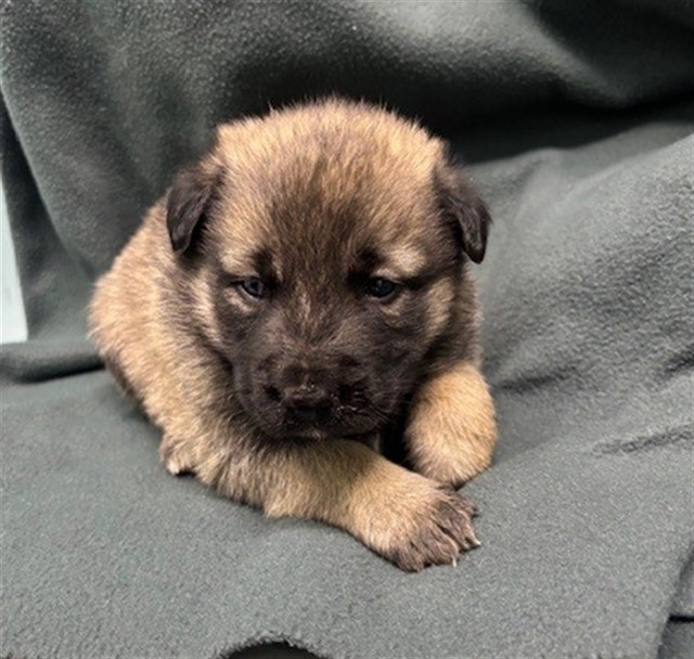 AnimaLancaster's tweet image. Puppies 🐶🦴💗🌟
#A5769928
Female and male, brown and black Border Collie
4 weeks old.
PetHarbor.com/pet.asp?uaid=L…