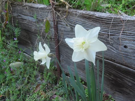 Kyoto no T tweet media