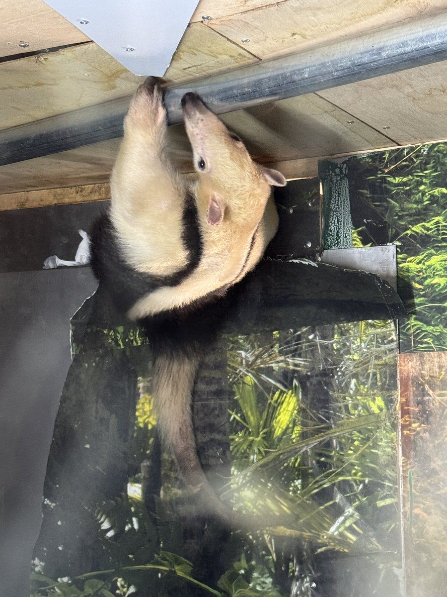 fooltrashbox's tweet photo. 今日も一日

#天井にめかぶ

#ミナミコアリクイ
#Southerntamandua
#anteater
#小食蟻獣
#伊豆アニマルキングダム
#めかぶ
#ゼログラビティ
#1日1コアリクイ
#ミナミコログ https://t.co/6UjBWpOkGM