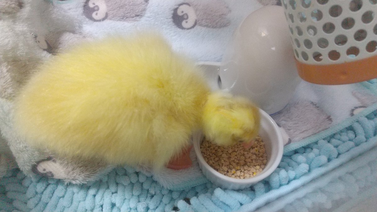 pastel_yume_art's tweet image. はじめてのごはん
#ガチョウ #goose