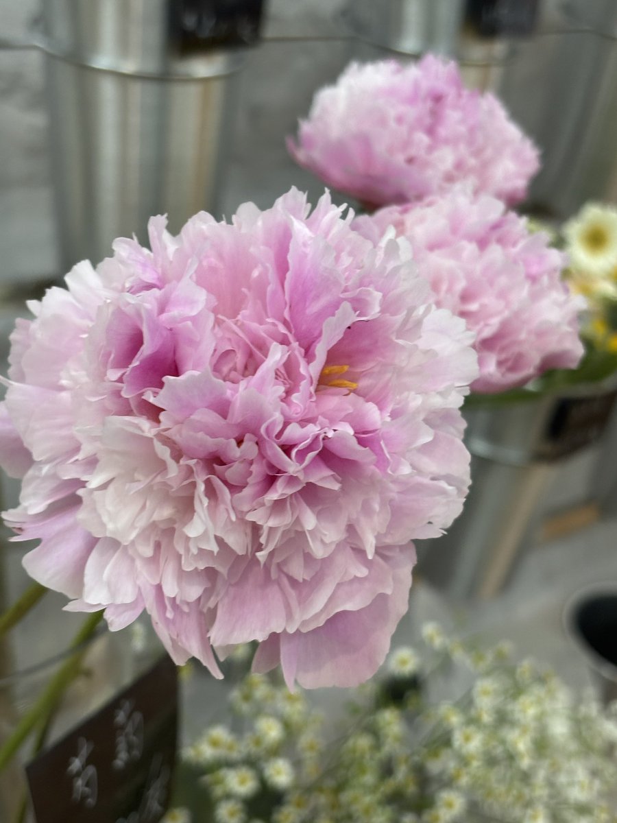 奶茶鑑定家 tweet media